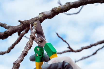 Naturgarten-Pflegekurs-Teil-2